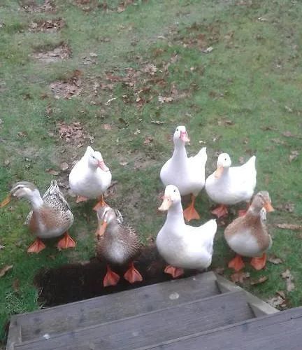 Dans Un Domaine A אתר קמפינג 4*